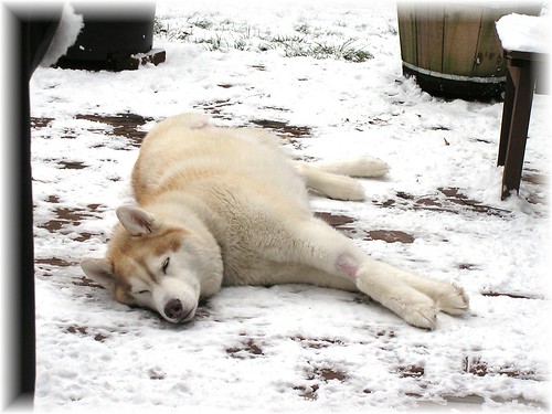 Kodiak in Snow