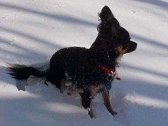 Itzl in the snow