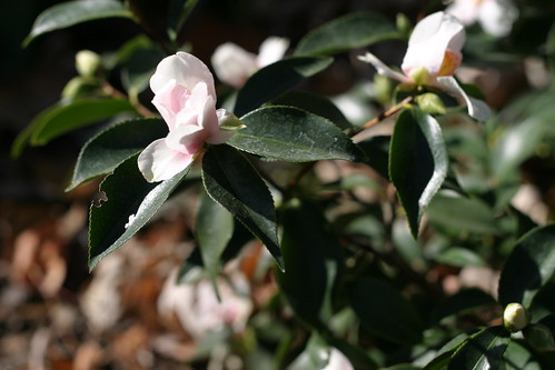 winter camellia