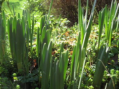 Daffodils emerging