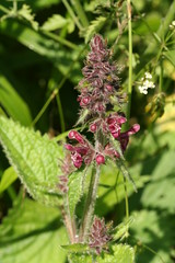 527639103 Hedge_Woundwort 2007-06-02_10:52:59 Oxford_Canal