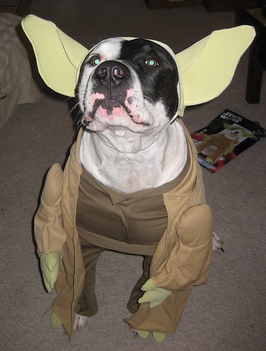 Star Wars Yoda Dog. yoda dog