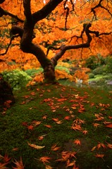 Autumnal Maple by Zeb Andrews