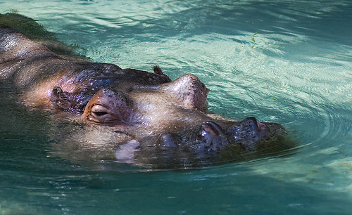 Hippopotamus Surfacing