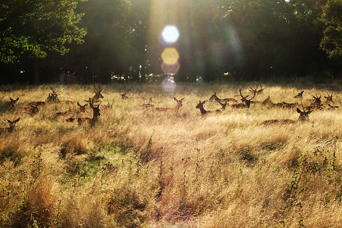 deers in the sun