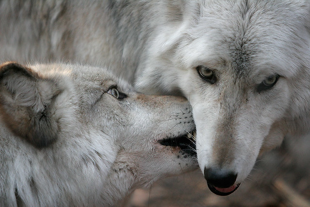 二匹の白い狼の画像