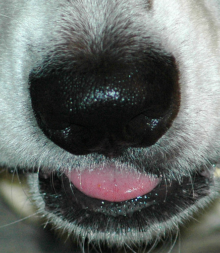 Nose & Tongue