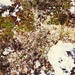 Lichens, Denali National Park