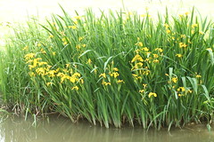 527563960 Yellow_Iris 2007-06-02_14:25:57 Oxford_Canal