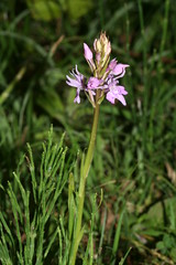 548729652 Common_Spotted_Orchid 2007-06-13_19:17:49 Cothill