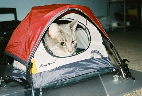 Niffy in Tent