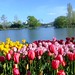 Waterscape with tulips @ Floriade, Canberra Australia