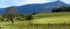 Mountain and Pasture scene - Seveir County, TN