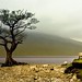 Sheep on Loch Lomond - by jody9