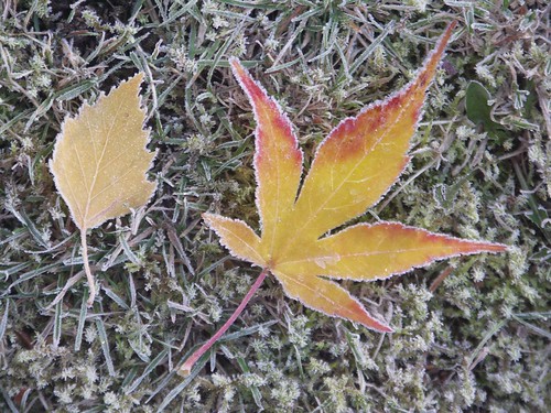 Frosted Yellow Leaves