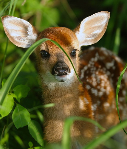 Baby wild animal pictures