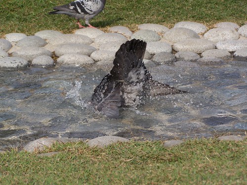 pigeon bathing