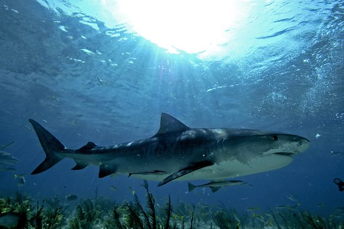 under shark