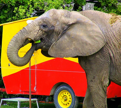 The last circus elephant  by Frenzy McKenzie.