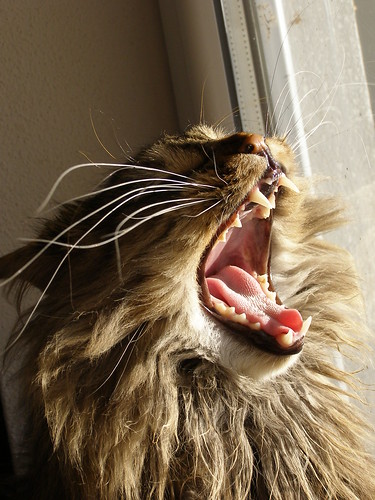 I am lion, hear me ROOOARRR!!!