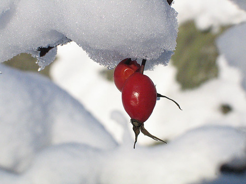 Rosehips in the snow