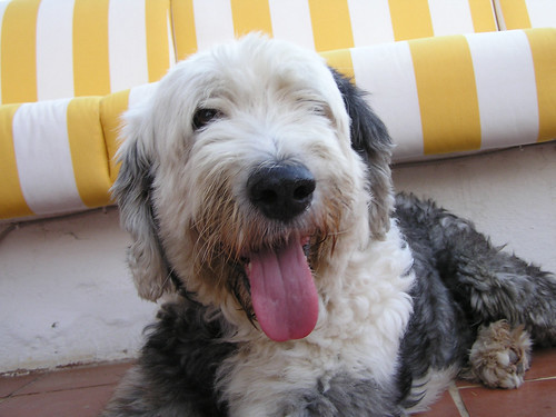 the old english sheepdog is