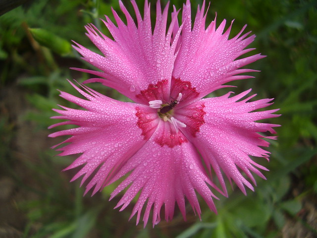 dianthus plumarius - group 'ipswich pink' photo