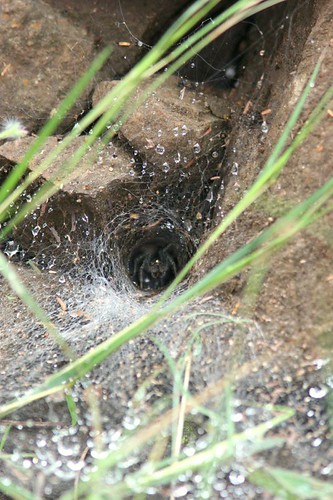 IMG_0091 Wolf spider's nest close up