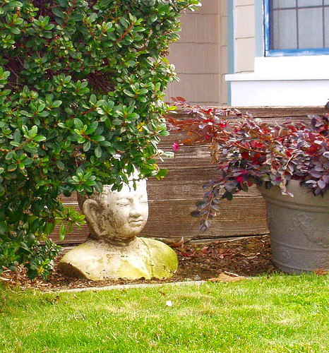 Buddha in the Bushes