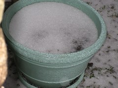 frozen pot