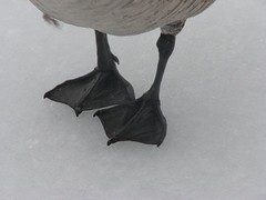 Goose feet