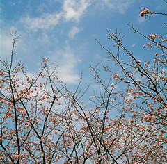 cherry blossoms and sky