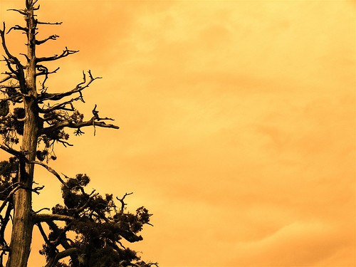 orange background images. view large. tree near big bear