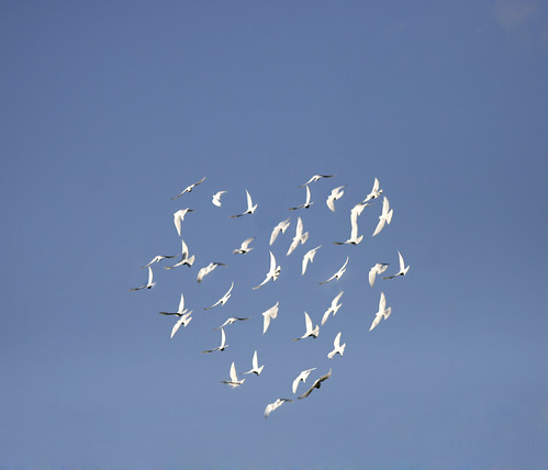 Love Birds | Flickr - Photo Sharing!