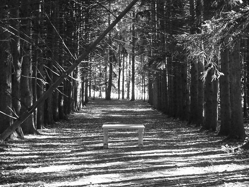 Shelden Estate Walkway in the Pines 2006. by Sunshine Gorilla