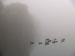 Ducks and fog