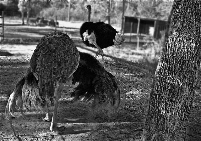 Snapshot Bin: Gator Park Ostriches (just a snap for the blog)