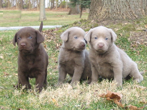 silver chocolate Labrador Retriever Puppies 5 weeks old by ahlutz.