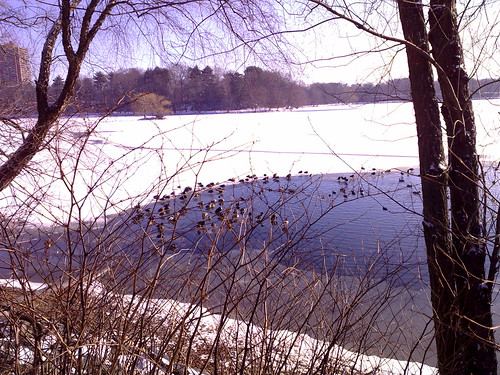 Jamaica Pond Ducks