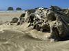 Twin Rocks, Driftwood Sandscape
