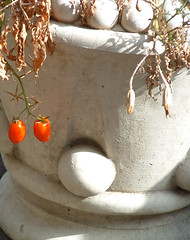the last of the tomatoes, cascading from a pot