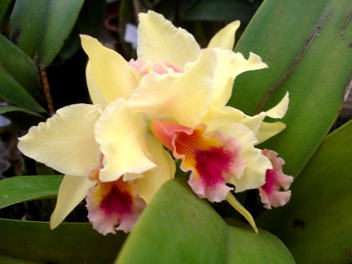 Orquídea. por Aneleh_.