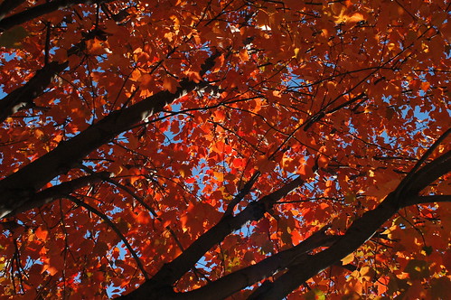 Maple Tree, 91 Marlborough Road