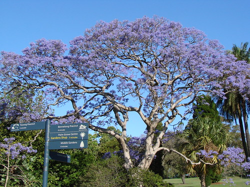 Purple tree!