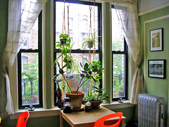window of plants and more mismatched chairs