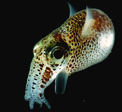 found - bobtail squid