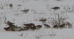 Horned larks, lapland larkspurs, snow buntings