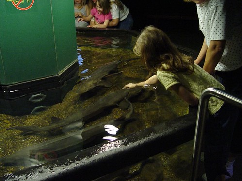 Touching the Sharks