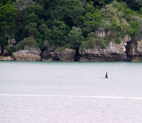 Orca @ Raglan, New Zealand