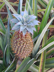 Dole Plantation: pineapple